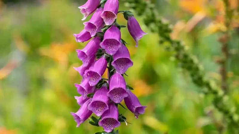 Gumshoe Foxglove